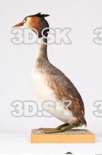 Bird whole body reference 0001